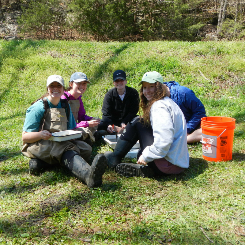 2017 Dragonfly BioBlitz by Alexis Bibbs