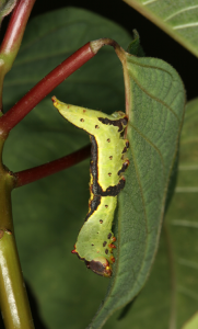 PROFESSOR PUBLISHES RESEARCH ON CATERPILLARS