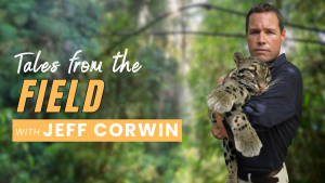 TALES FROM THE FIELD WITH JEFF CORWIN