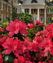 Wingo Hall in the spring.